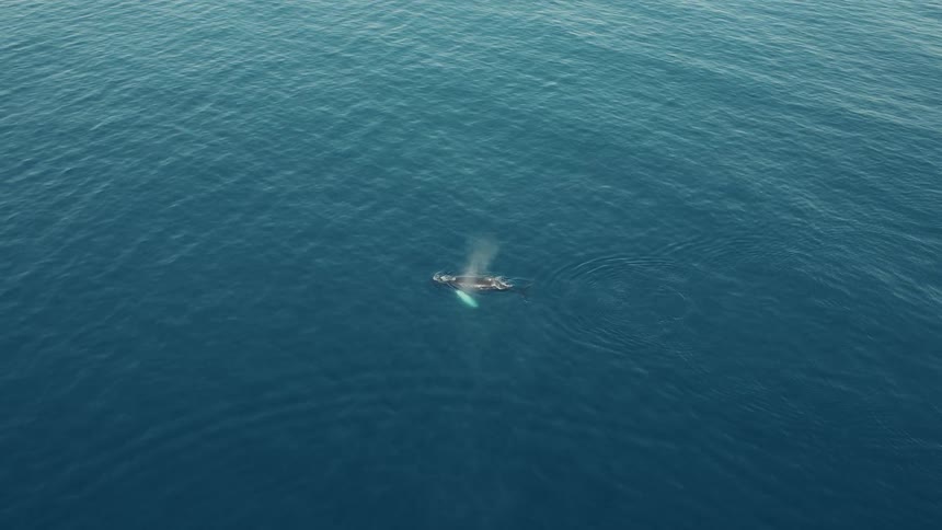 A solitary humpback whale gracefully surfaces to breathe in the vast, deep blue expanse of the open ocean