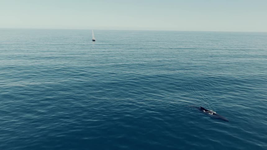 An aerial view shows a majestic whale swimming peacefully in the vast blue ocean with a lone sailboat in the distance
