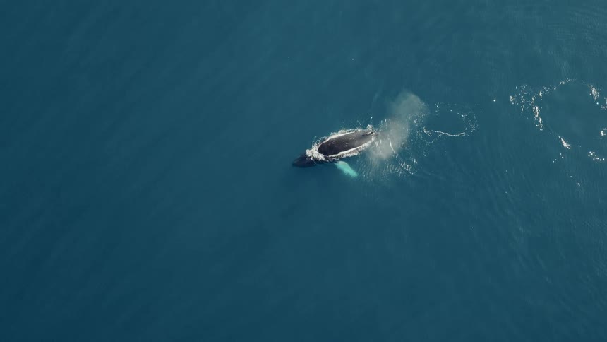 A lone humpback whale surfaces for air, spouting a misty spray as it swims through the calm, deep blue ocean in this stunning slow-motion aerial shot