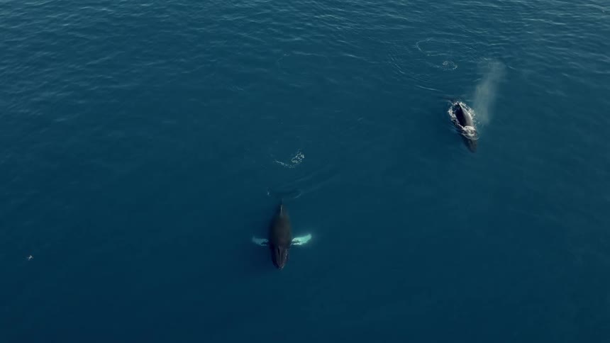 An aerial view shows a magnificent Humpback whale mother and her calf swimming peacefully in the deep blue ocean