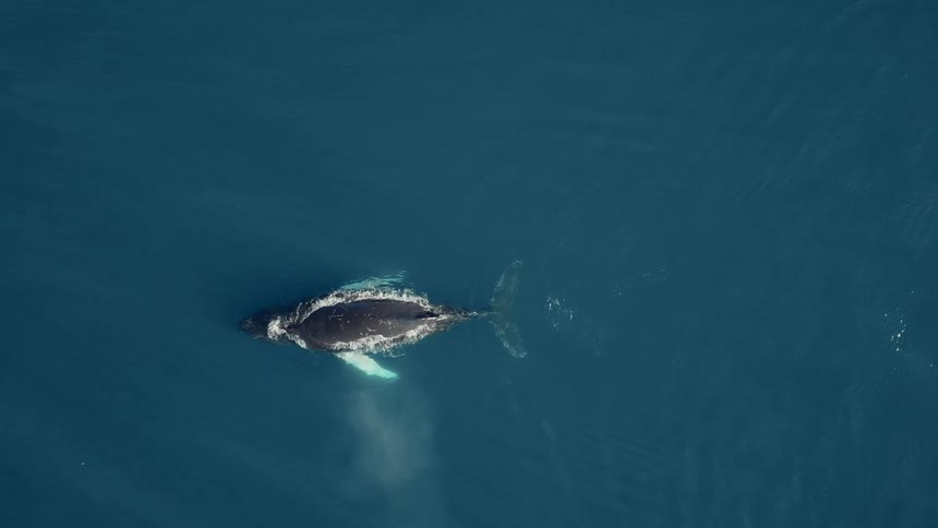 Top-down aerial view of a lone humpback whale swimming in the deep blue ocean, spouting water and creating a perfect bubble ring