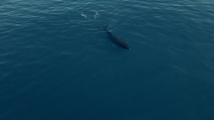 An aerial view shows a magnificent whale spouting water from its blowhole before gracefully diving into the deep blue ocean