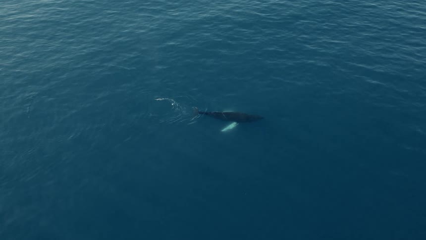 An aerial view shows a majestic humpback whale and its calf swimming peacefully together in the vast, deep blue ocean