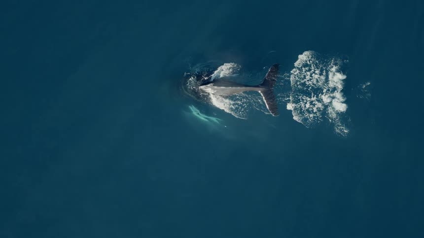 Majestic top-down aerial of a humpback whale spouting water and gracefully diving into the deep blue ocean