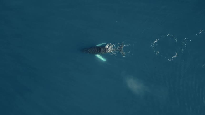 A majestic Humpback whale glides through the deep blue ocean, occasionally spouting water, captured from a stunning aerial perspective
