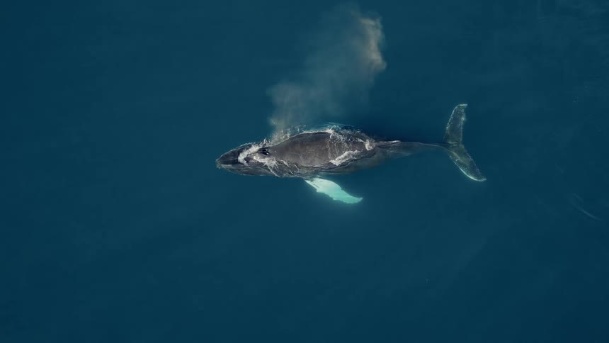 Aerial top-down view of a majestic humpback whale swimming in the deep blue ocean and surfacing to breathe