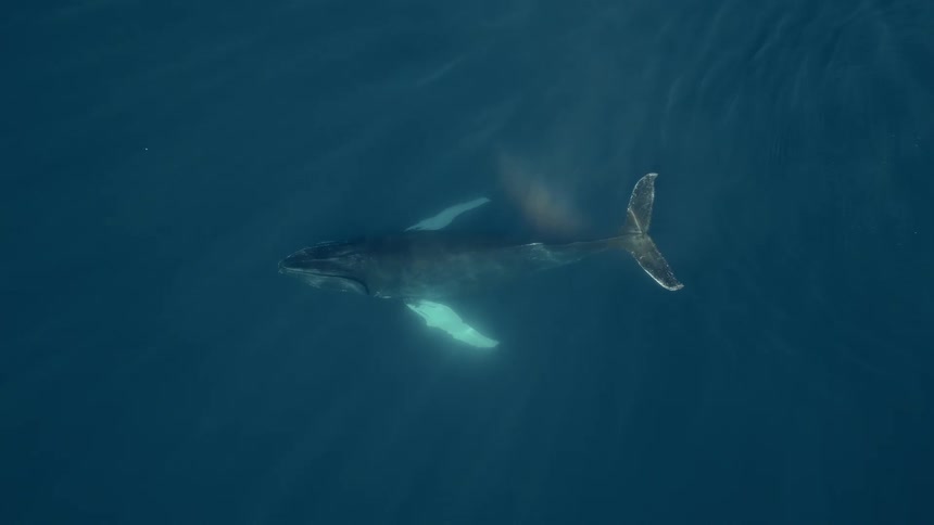An aerial view of a majestic Humpback whale spouting water and creating a rainbow before diving deep into the dark blue ocean