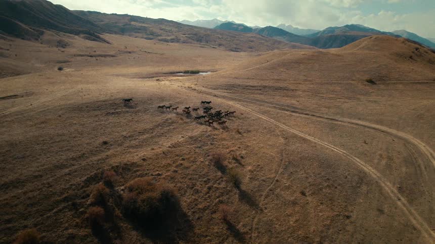 Aerial view of a herd of wild horses galloping across the expansive, arid hills of a mountain valley
