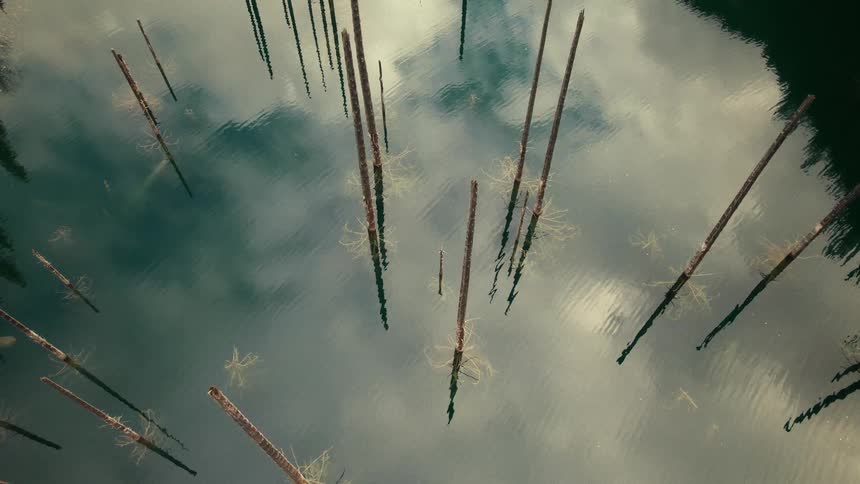 Glassy lake surface reflects a cloudy sky with ancient, submerged tree trunks emerging from the calm water
