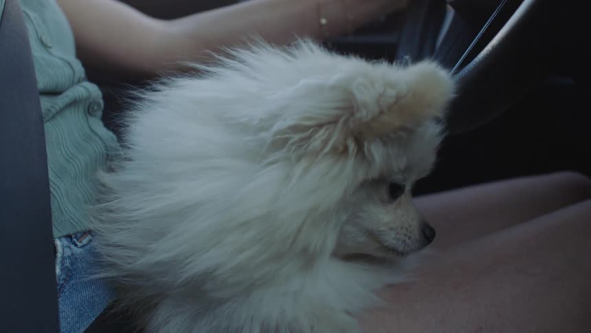 A cute white Pomeranian puppy sits calmly on its owner's lap as they drive, eventually dozing off during the car ride