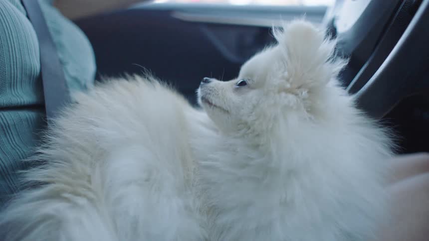 Close-up of a fluffy white Pomeranian dog calmly riding in a car on its owner's lap