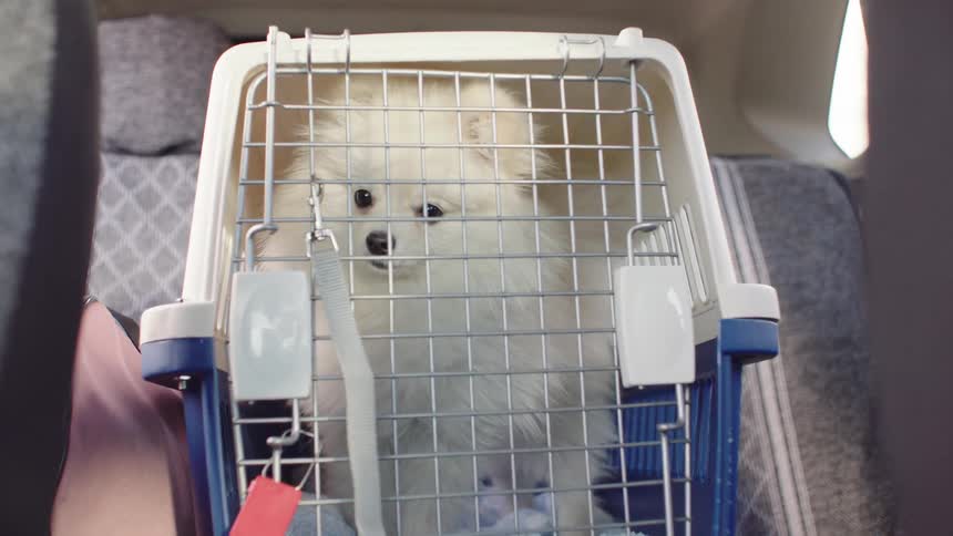 A small, fluffy white Pomeranian dog sits patiently inside its travel carrier in the back of a moving car