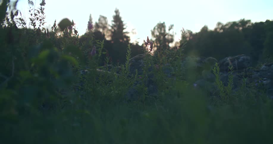 A still shot of wild grass and pink wildflowers growing around rocks in a field at dusk