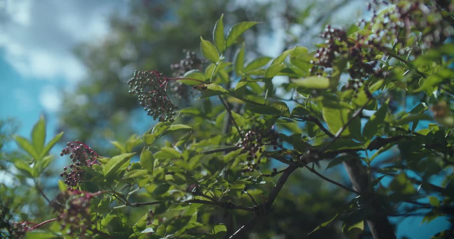 A close-up, low-angle shot of elderberries on a branch swaying gently in the breeze against a bright blue sky
