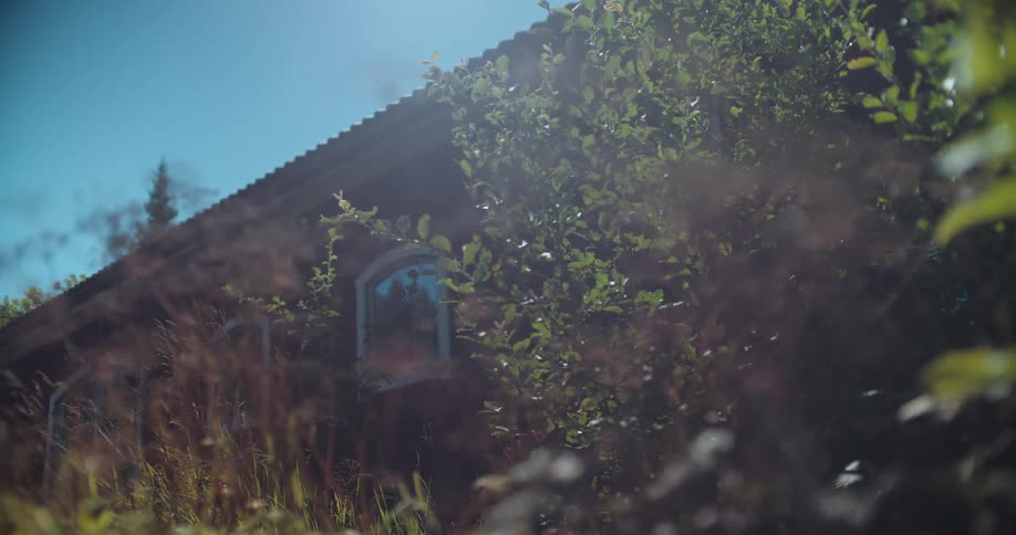 An old wooden cabin is partially hidden behind overgrown green bushes and tall grass on a bright, sunny day