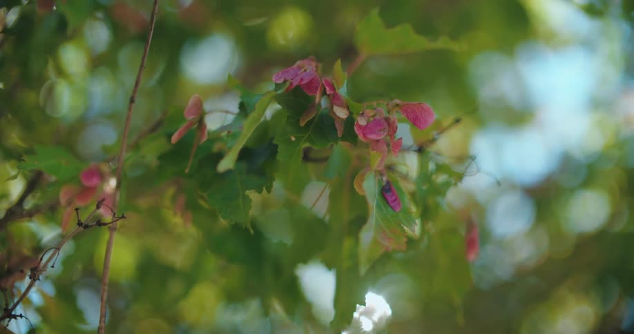 A close-up shot of delicate pink maple tree seeds swaying gently in the wind with a soft bokeh background