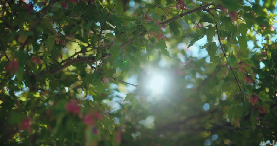 Bright sunlight slowly emerges and creates a lens flare through the lush green leaves of a tree on a beautiful day