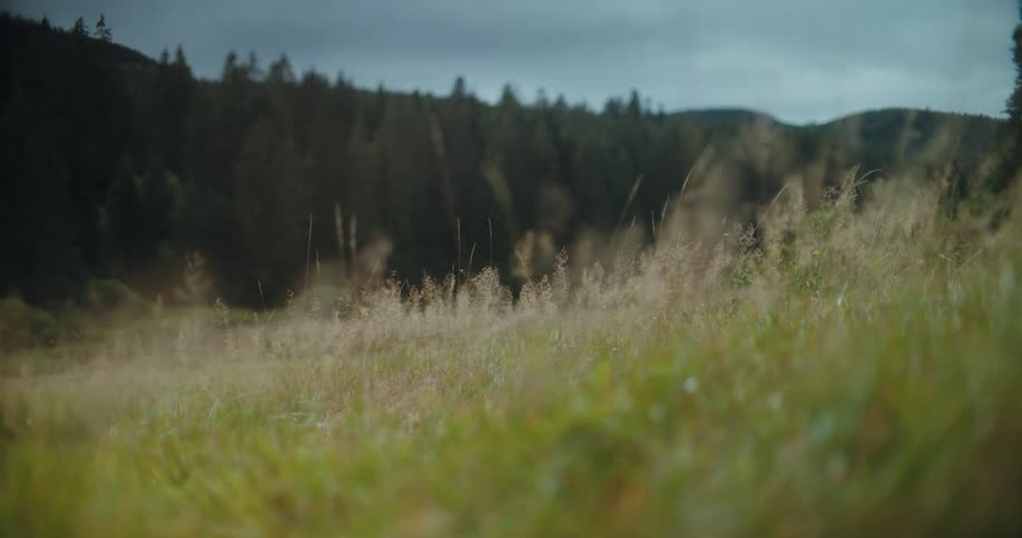 Tall blades of grass sway gently in the breeze across a serene meadow with forested hills in the background