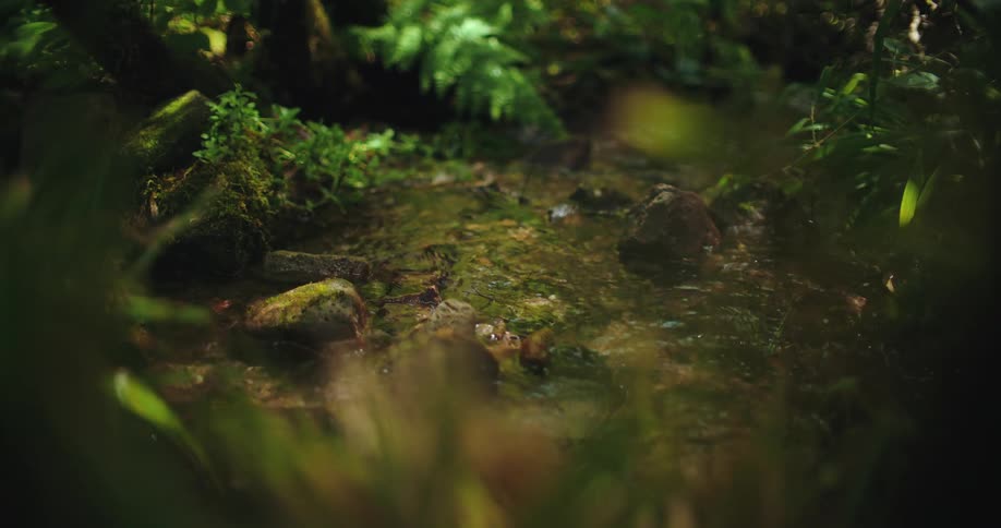 Crystal clear water trickles through a mossy stream bed deep within a tranquil green forest