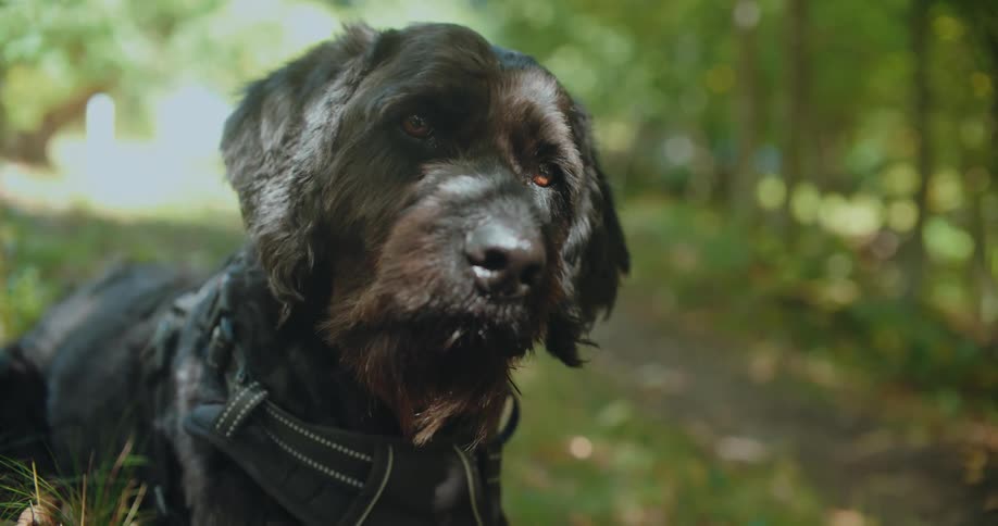 Close-up portrait of an adorable shaggy black dog resting in a sunlit woodland setting