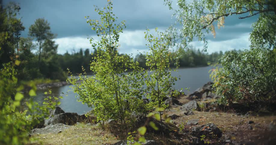 Gentle breeze moves through the leaves of trees on the shore of a serene lake under a moody, cloud-filled sky