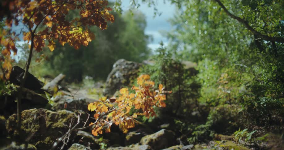 A serene, close-up view of an autumn oak branch with golden leaves swaying gently in a magical, misty forest