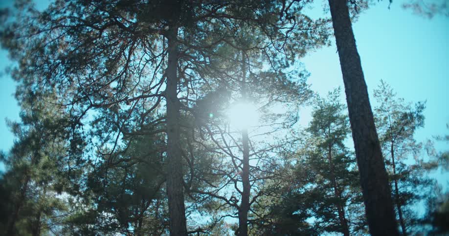 Sunlight shines brightly through the branches of tall pine trees in a tranquil forest