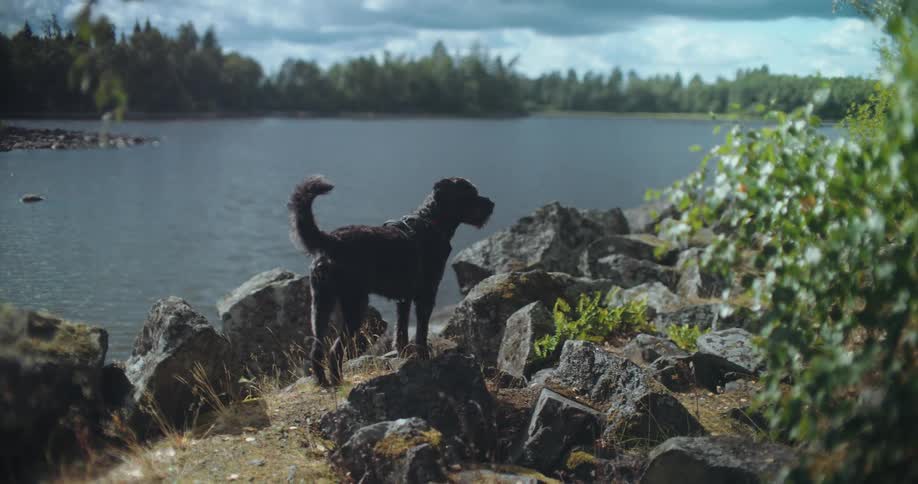 A black dog walks in slow motion over rocks to the edge of a serene lake and stands looking out at the water