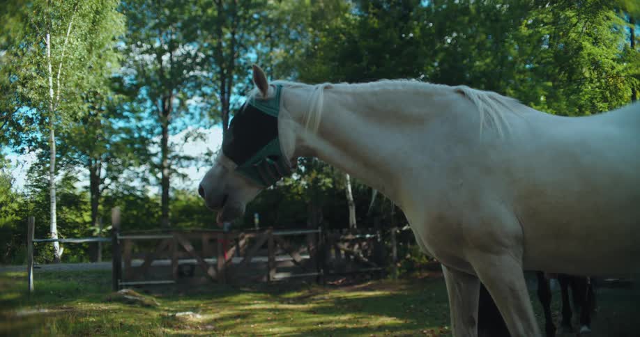 A white horse with a fly mask over its eyes gives a big yawn in slow motion while standing in a green pasture