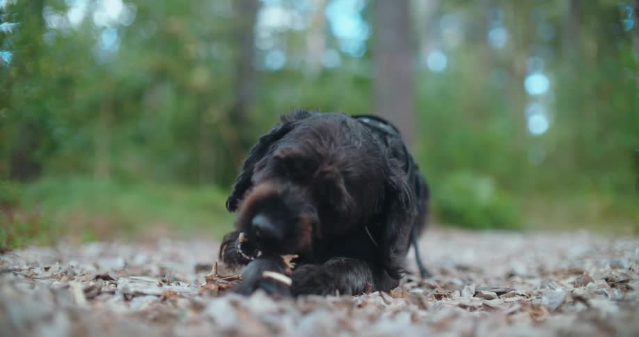 A cute black dog with a harness lies on a wood chip path in the woods and happily chews on a stick
