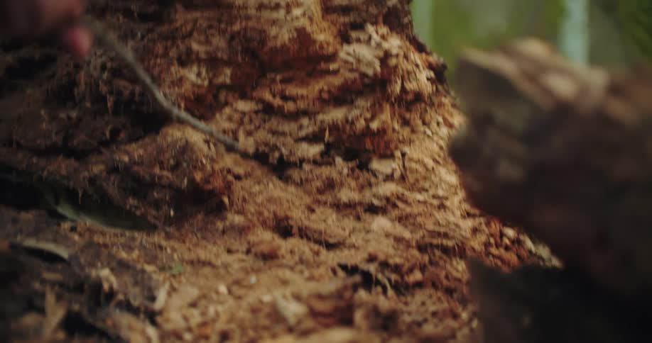 A curious hand uses a small stick to poke and break apart the soft, decomposing wood of a fallen log in the forest