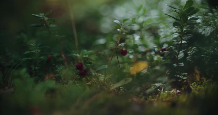 A slow focus pull reveals ripe red lingonberries growing on the mossy forest floor