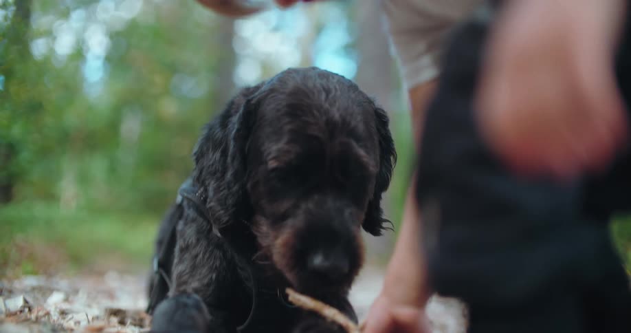 An adorable black Cocker Spaniel wearing a harness happily chews on a stick held by its owner in the forest
