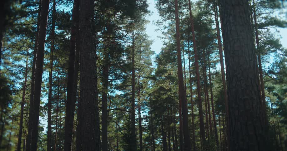 A low-angle view of tall, sunlit pine trees in a dense forest reaching towards the blue sky
