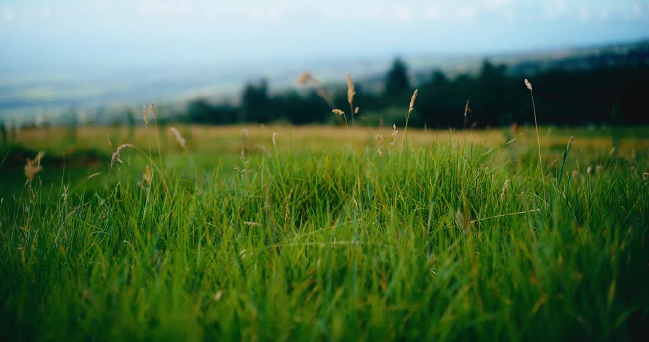 A close-up, low-angle shot of a serene green field with grass swaying gently in the breeze