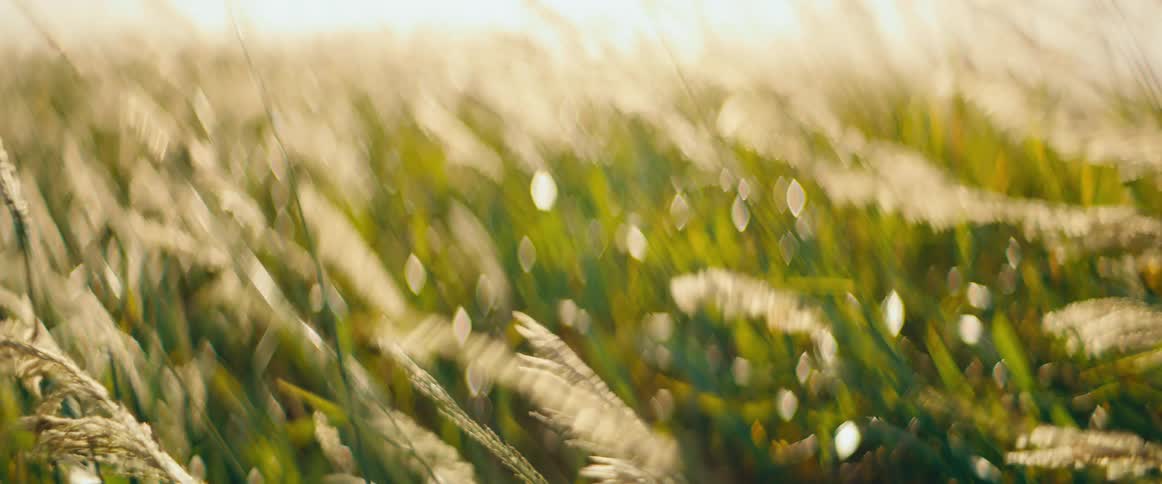 An abstract, out-of-focus shot shows a field of tall green grass with golden plumes swaying gently in the wind during a hazy sunset