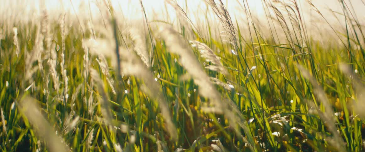 Golden sunlight filters through tall, feathery grass as it sways peacefully in a gentle breeze