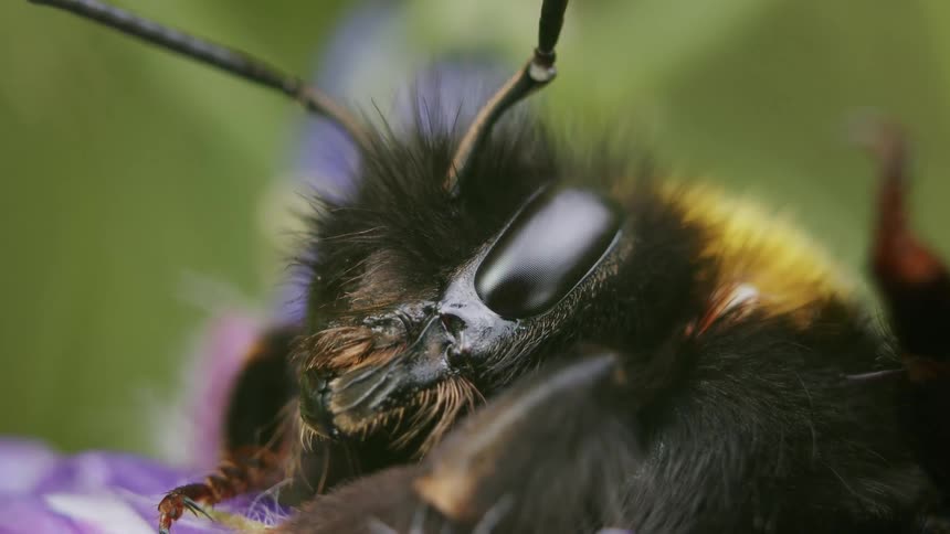 A macro extreme close-up shot of a bumblebee's head shows its compound eye and furry details as it rests on a flower