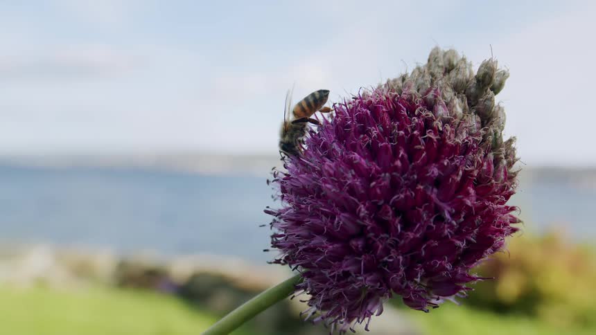 A close-up static shot of a honeybee pollinating a purple allium flower with a scenic ocean view in the background