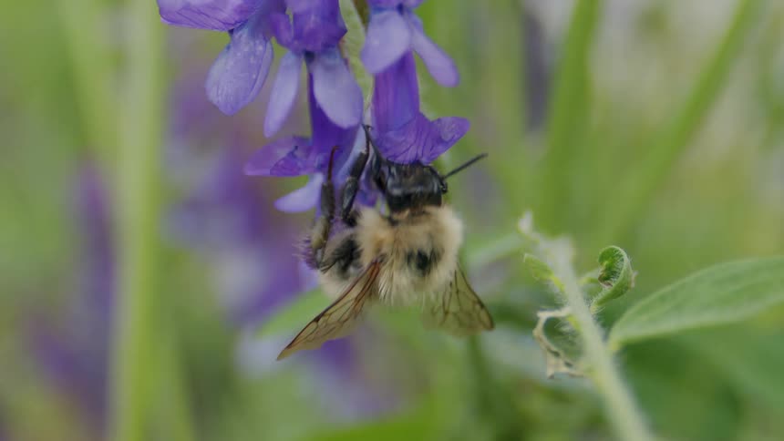 A detailed macro shot of a fuzzy bumblebee hanging upside down while pollinating a vibrant purple wildflower