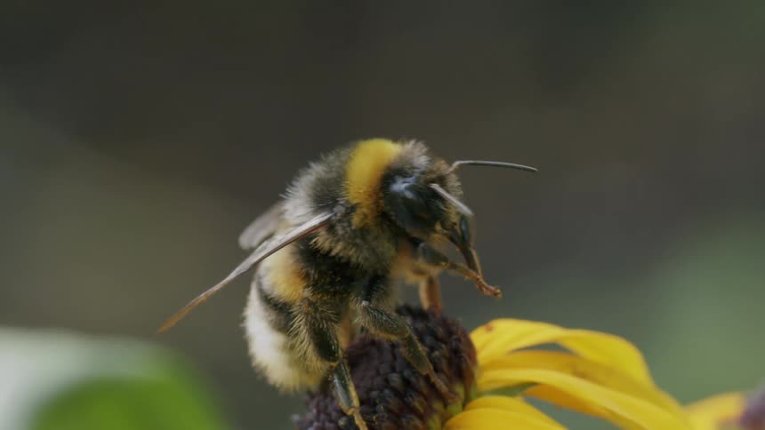 A fuzzy bumblebee rests on a vibrant yellow flower, cleaning itself in extreme close-up before taking flight in stunning slow motion