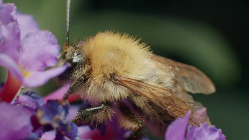 A macro close-up of a fuzzy bumblebee collecting nectar from vibrant purple flowers in a garden