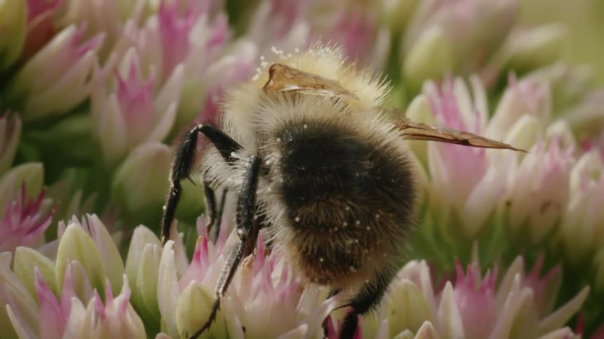A detailed macro view of a fluffy bumblebee covered in pollen while collecting nectar from delicate pink flowers