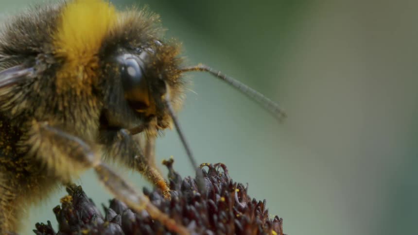 A highly detailed macro shot captures a fuzzy bumblebee as it carefully collects pollen from the center of a coneflower