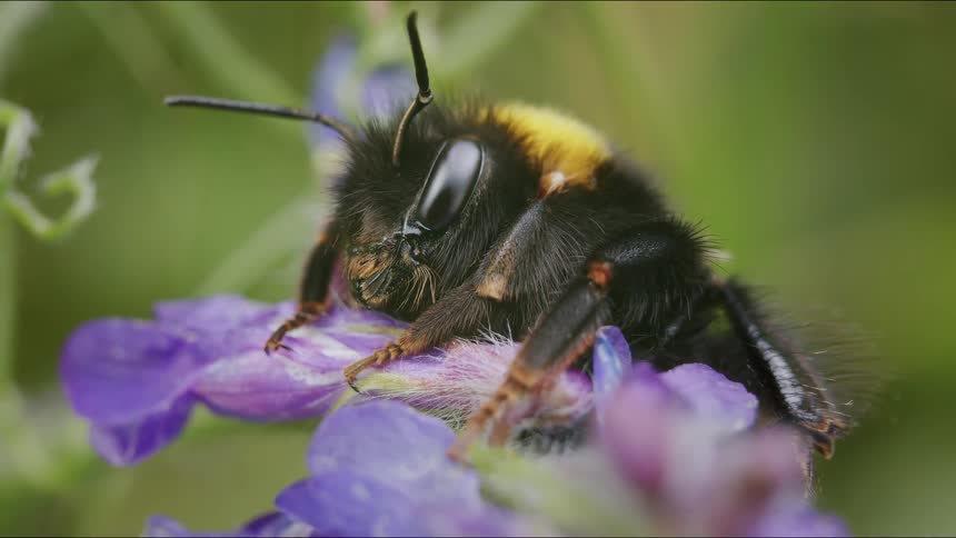 A macro close-up of a fluffy bumblebee sleeping peacefully on a vibrant purple flower in a garden