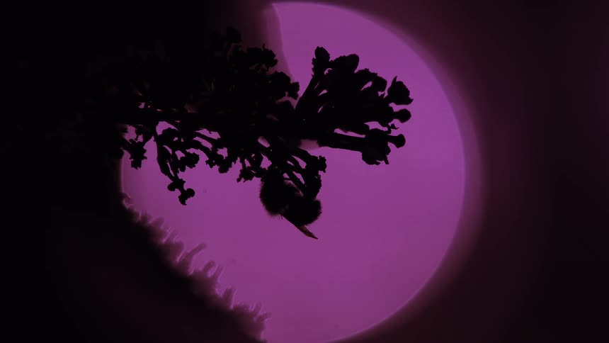 The silhouette of a bumblebee resting on a cluster of flowers is highlighted by a glowing purple orb resembling an abstract moon