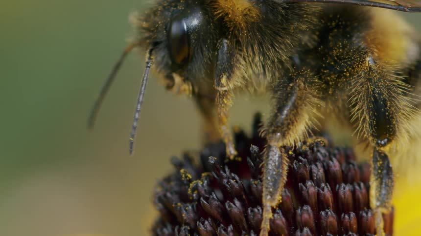 A macro close-up of a fuzzy bumblebee collecting pollen from the center of a flower in slow motion