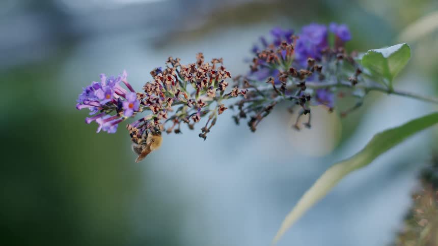 A close-up of a bumblebee pollinating the purple flowers of a butterfly bush in a garden