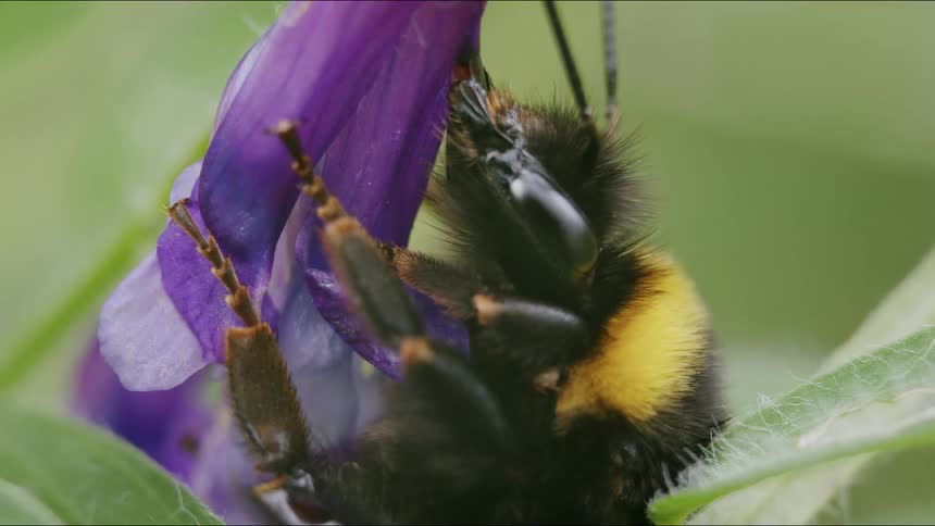 An extreme close-up shot shows a bumblebee with its proboscis extended, feeding on a vibrant purple wildflower
