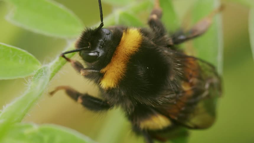 A fuzzy bumblebee rests on a vibrant green leaf in a macro cinemagraph